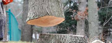 How Our Tree Care Process Works  in  Front Royal, VA