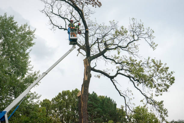 Professional Tree Care in Front Royal, VA